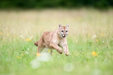 面部白癜风是什么样的