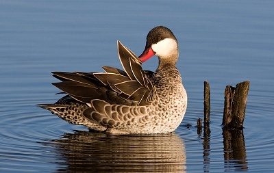 С¶ù°×ñ°·çΪʲô»áÎóÕï